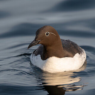 Farne Islands - Guillemot